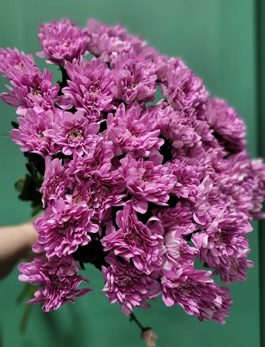 Охапка Хризанемы Балтика розовая