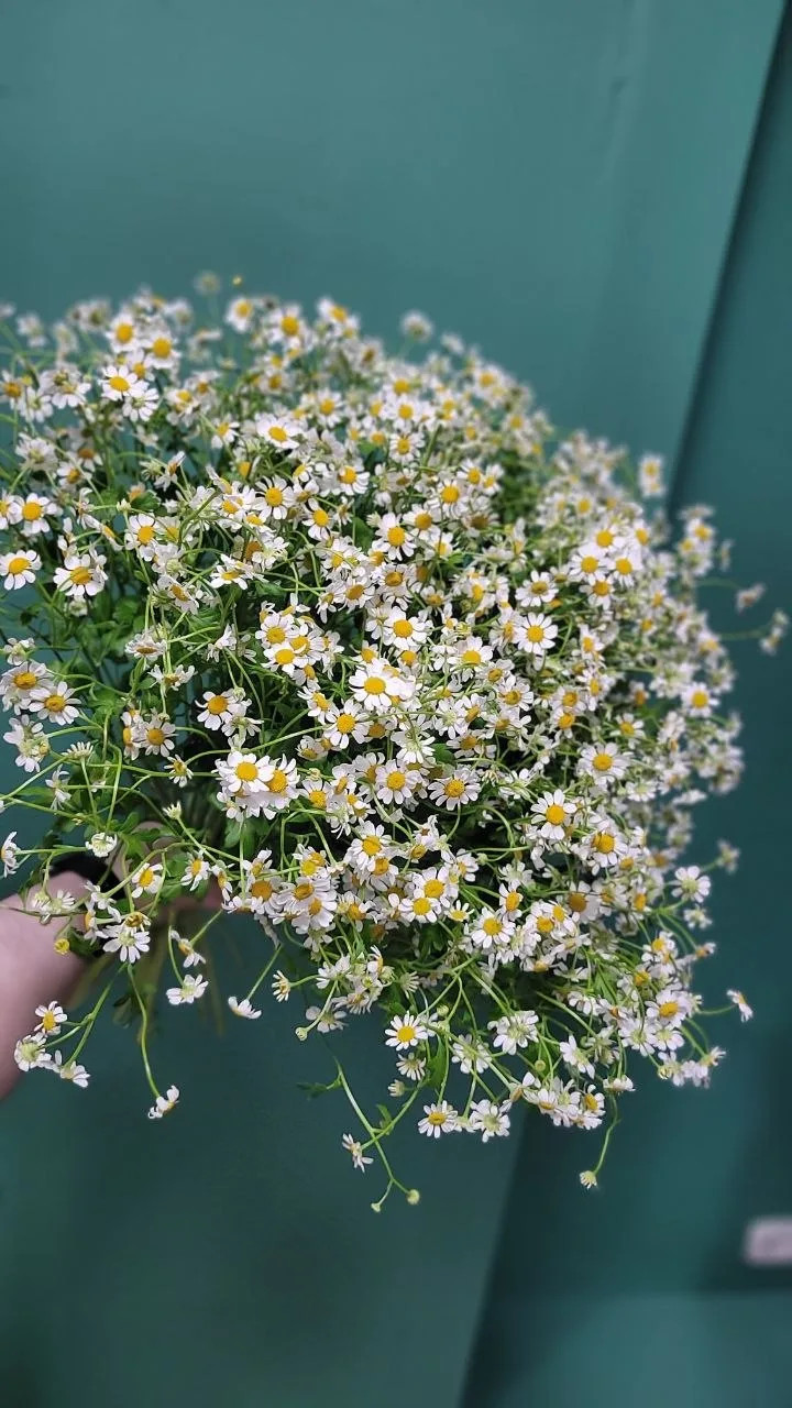 Ромашка (танацетум)