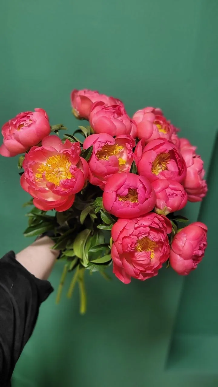 Пион Coral Sharm