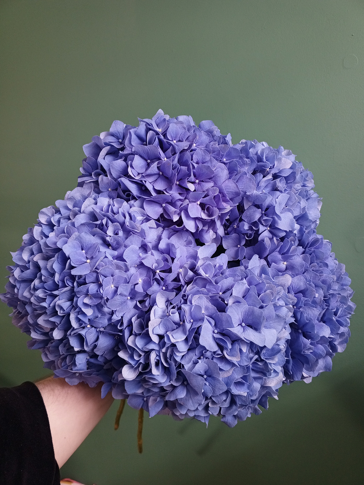 Гортензия Pimpernel